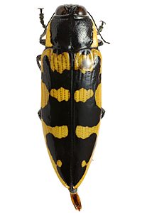 Cyrioides imperialis, PL1091, male